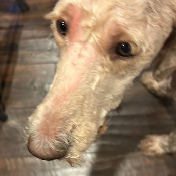 Whole Groom - Pet Groomers Near Me - Surprise, Arizona Whole Groom - Pet Groomers Near Me - Surprise, Arizona