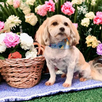 Pretty Paws Grooming & Boarding - Pet Boarding Near Me - De Berry, Texas Pretty Paws Grooming & Boarding - Pet Boarding Near Me - De Berry, Texas