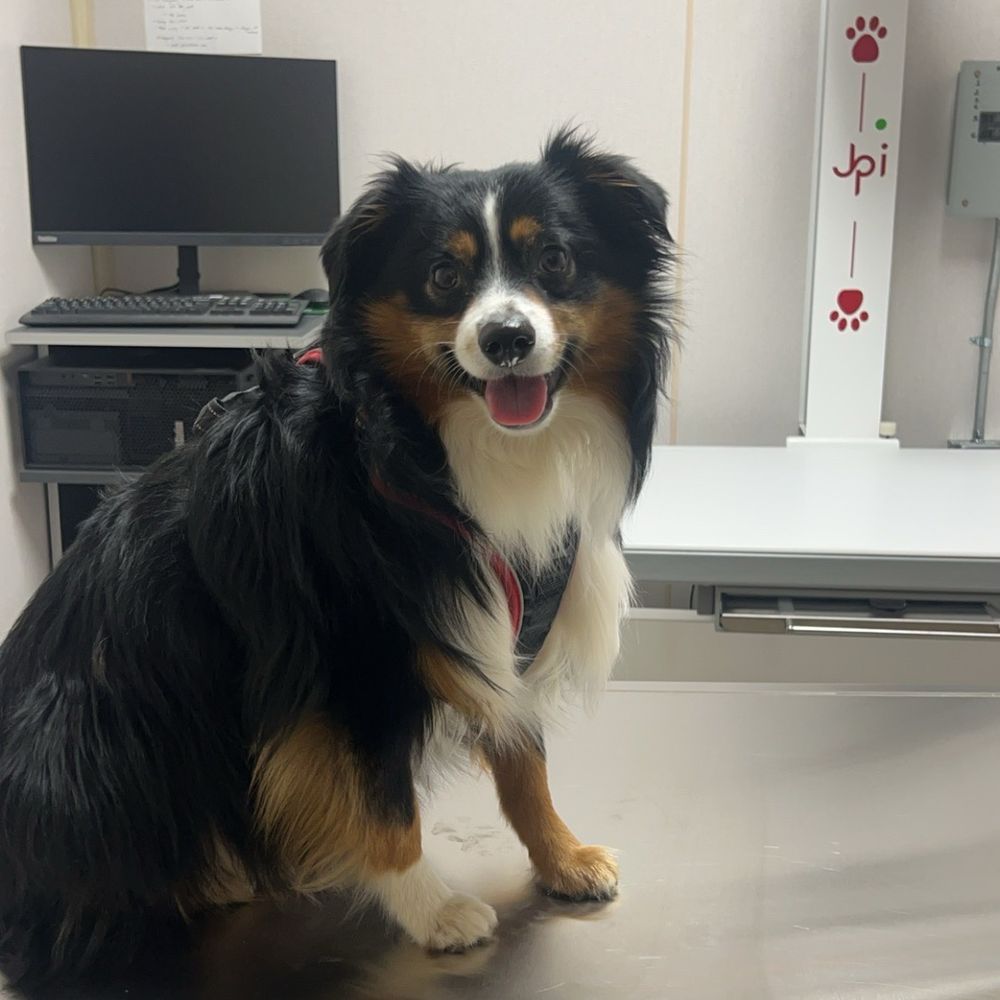Waiting to get his stitches out! Waiting to get his stitches out!