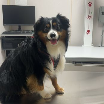 Pet Doctor - Waiting to get his stitches out! - Veterinarians Near Me - Clinton Township, Michigan Pet Doctor - Waiting to get his stitches out! - Veterinarians Near Me - Clinton Township, Michigan