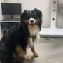Photo of Pet Doctor
