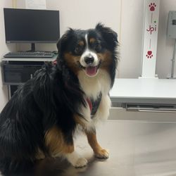 Pet Doctor - Waiting to get his stitches out!