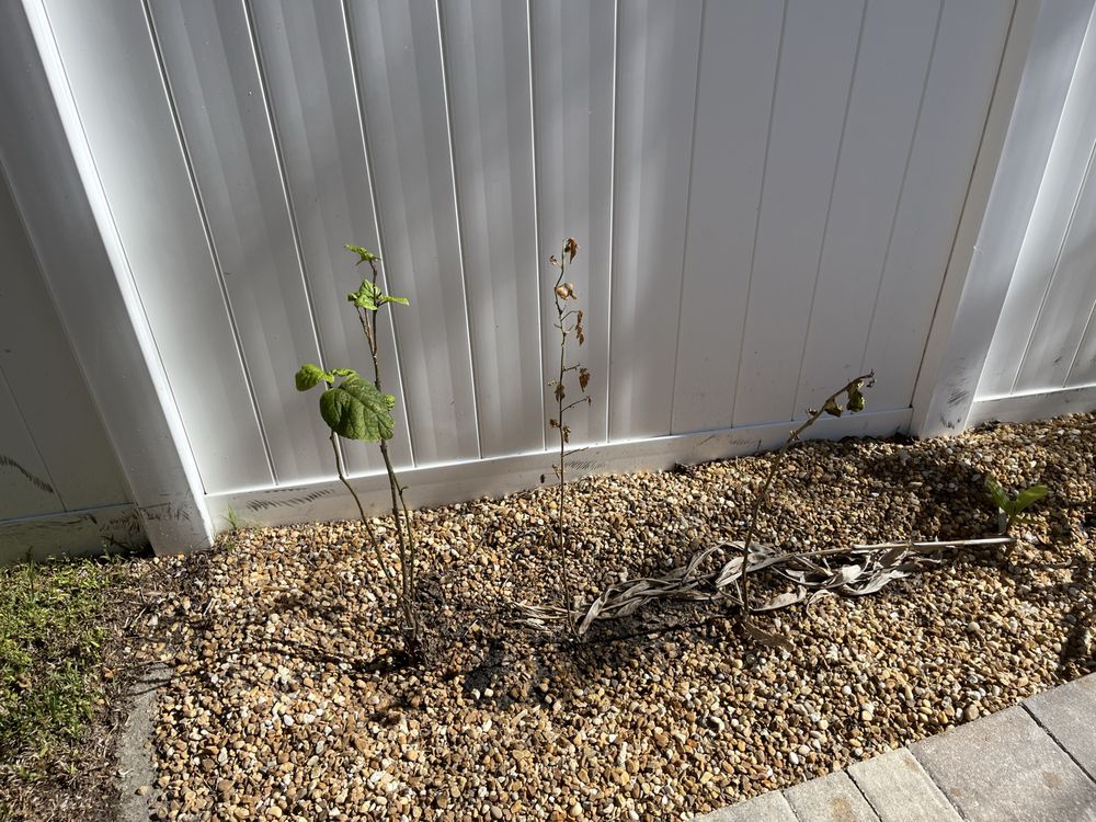 Slide of Hammerhead Roof and Structure Softwash