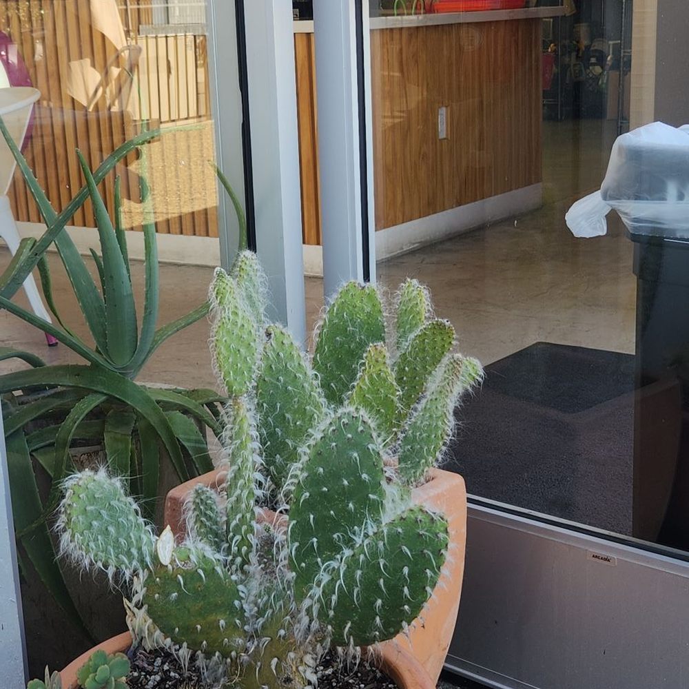 Yoyo's Botaneria - Plants - Desserts Near Me - Cherryland , California Yoyo's Botaneria - Plants - Desserts Near Me - Cherryland , California