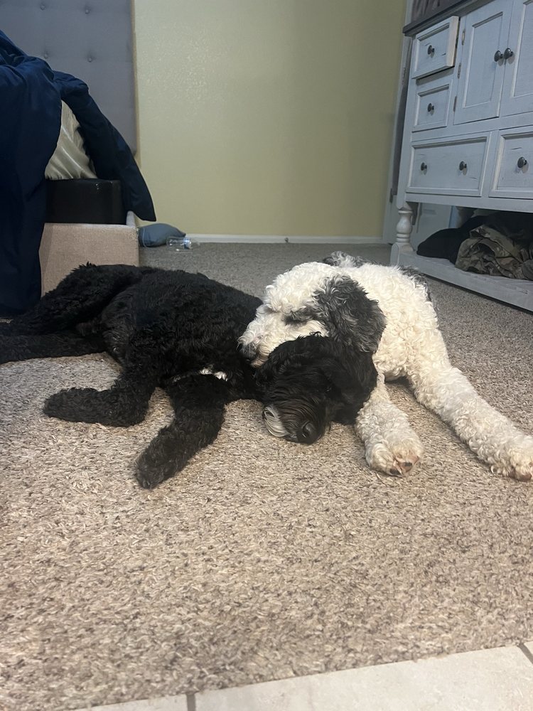 Lucky Dog Daycare and Boarding - pet boarding facility in Colorado Springs, CO