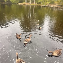 Ducks and geese Ducks and geese