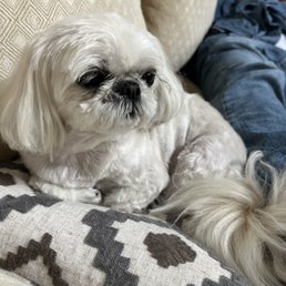 Marley's beautiful grooming by Ellie!!! Marley's beautiful grooming by Ellie!!!