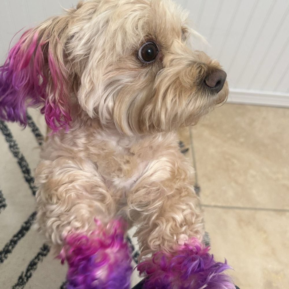 Velvet Spaw - MIA - Pet Groomers Near Me - Westminster, Colorado Velvet Spaw - MIA - Pet Groomers Near Me - Westminster, Colorado