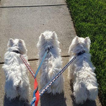 WagAlong Dog Care - Dog Walkers Near Me WagAlong Dog Care - Dog Walkers Near Me