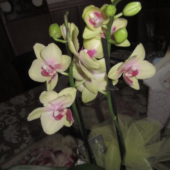 McCormick Flowers - Elegant orchid arrived from McCormick's March 2023! - Florists Near Me - Winthrop, Massachusetts McCormick Flowers - Elegant orchid arrived from McCormick's March 2023! - Florists Near Me - Winthrop, Massachusetts