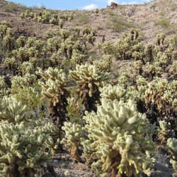 Teddy Bear Cholla Forest - Yelp post card of the teddy bear cholla forest near Boulder City.