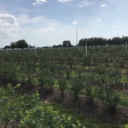 Starkey Blueberry Farm