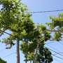 Photo of Sam's Tree Service