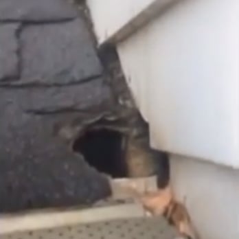 All Wildlife Removal - Powerful example of a squirrel hole in the roof. When these holes are fixed, wildlife and the elements get in during the winter. - Pest Control Near Me - Barrie, Ontario All Wildlife Removal - Powerful example of a squirrel hole in the roof. When these holes are fixed, wildlife and the elements get in during the winter. - Pest Control Near Me - Barrie, Ontario
