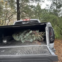 Poverty Hill Tree Farm