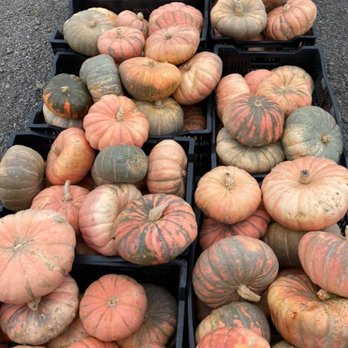 Awald's Giant Pumpkin Farm - Especially pretty gourds - Pumpkin Patches Near Me - North Collins, New York Awald's Giant Pumpkin Farm - Especially pretty gourds - Pumpkin Patches Near Me - North Collins, New York