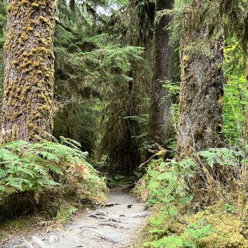 HOH RAINFOREST - Updated June 2025 - 648 Photos & 71 Reviews - 18113 ...