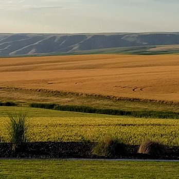 Twisted Vine Wine Tours - Rolling hill of wheat field by the Lindsay Creek Vineyard, with a distant canyon wall in the background - Wine Tours Near Me Twisted Vine Wine Tours - Rolling hill of wheat field by the Lindsay Creek Vineyard, with a distant canyon wall in the background - Wine Tours Near Me