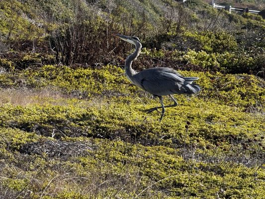 Pigeon Point Light Station State Historic Park by null