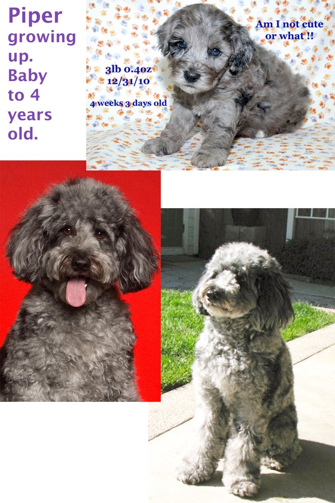 WINDY HILL KENNEL Updated September 2024 12182 Bruce Rd, Utica