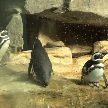 Shedd Aquarium - Penguins - Aquariums Near Me - Chicago, Illinois Shedd Aquarium - Penguins - Aquariums Near Me - Chicago, Illinois