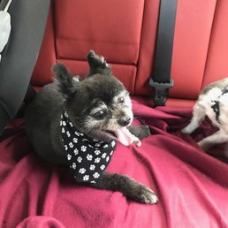 The haircut I received from this groomer The haircut I received from this groomer