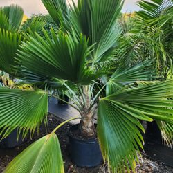 Tropical Tree Nursery