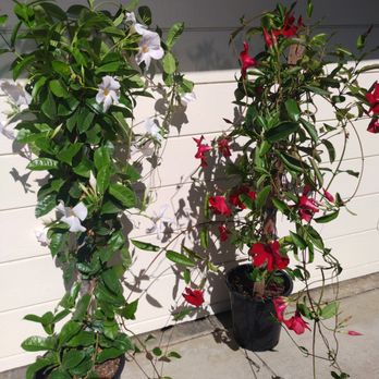 The Standard Design Group Nurseries - True vining White Mandevilla (left). True vining Red Mandevilla (right). - Nurseries & Gardening Near Me - Pasadena, California The Standard Design Group Nurseries - True vining White Mandevilla (left). True vining Red Mandevilla (right). - Nurseries & Gardening Near Me - Pasadena, California