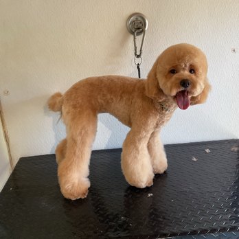 Prissy’s Pretty Pets - Pet Groomers Near Me - Pea Ridge, Arkansas