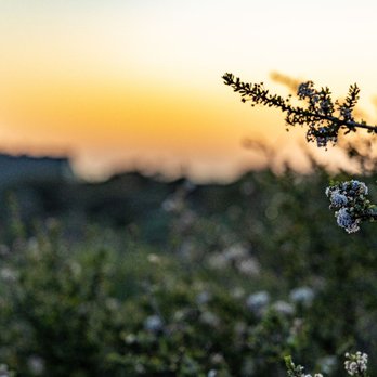 Los Osos Elfin Forest - Los Osos Elfin Forest - Parks Near Me
