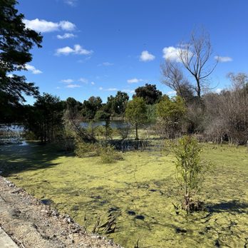 Niles Community Park - Algae bloom - Parks Near Me - Fremont, California