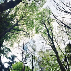 Kasteelse Bossen - Het is zo fijn groen in het bos nu.