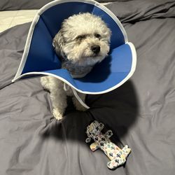 Frisco Emergency Pet Care - My sweet boy squinting so hard because he couldn't open his eye.