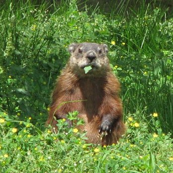 Waschbar Wildlife Removal - Wildlife control - Wildlife Control Near Me Waschbar Wildlife Removal - Wildlife control - Wildlife Control Near Me