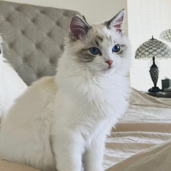 AdorableDolls Ragdolls - Pet Breeders Near Me AdorableDolls Ragdolls - Pet Breeders Near Me