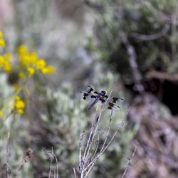 Wilderness Park - Eight-spotted Skimmer along the trail!