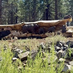 Frenchman Lake Recreation Area - Bear family carvings
