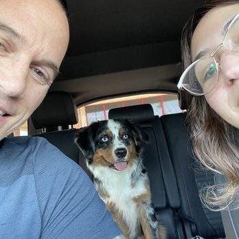 Lucky Little Aussies - Pet Breeders Near Me Lucky Little Aussies - Pet Breeders Near Me