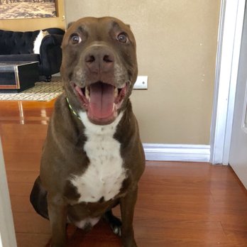 K9 Logic Dog Training - Pet Training Near Me - Glendale, California K9 Logic Dog Training - Pet Training Near Me - Glendale, California