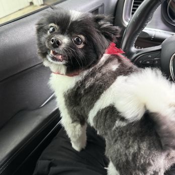 Couture Pet Grooming - After she's happy - Pet Groomers Near Me - Lake Elsinore, California Couture Pet Grooming - After she's happy - Pet Groomers Near Me - Lake Elsinore, California