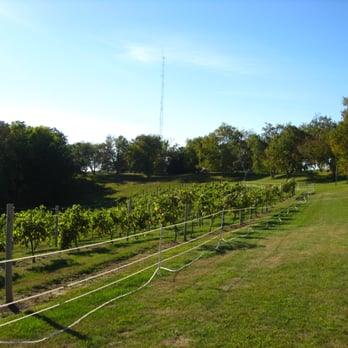 River View Vineyard and Winery - the vineyard in the front and along driveway - Wineries Near Me - La Crescent, Minnesota River View Vineyard and Winery - the vineyard in the front and along driveway - Wineries Near Me - La Crescent, Minnesota