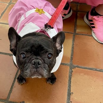 Frenchie Facts: How To Care For Your French Bulldog Can Be Fun For Anyone thumbnail