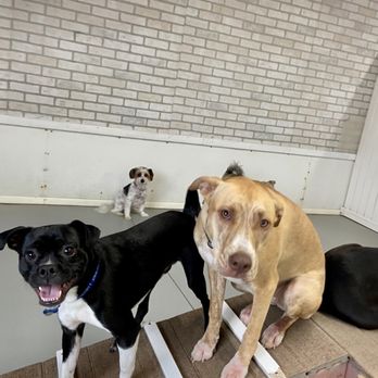Dog City - SO EXCITED TO PLAY WITH HIS FUR FRIENDS! - Pet Groomers Near Me - Waukesha, Wisconsin Dog City - SO EXCITED TO PLAY WITH HIS FUR FRIENDS! - Pet Groomers Near Me - Waukesha, Wisconsin