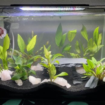 Clear Water Aquarium - Helpful recommendations. Added plants and fish to the Betta. - Local Fish Stores Near Me - San Jose, California Clear Water Aquarium - Helpful recommendations. Added plants and fish to the Betta. - Local Fish Stores Near Me - San Jose, California