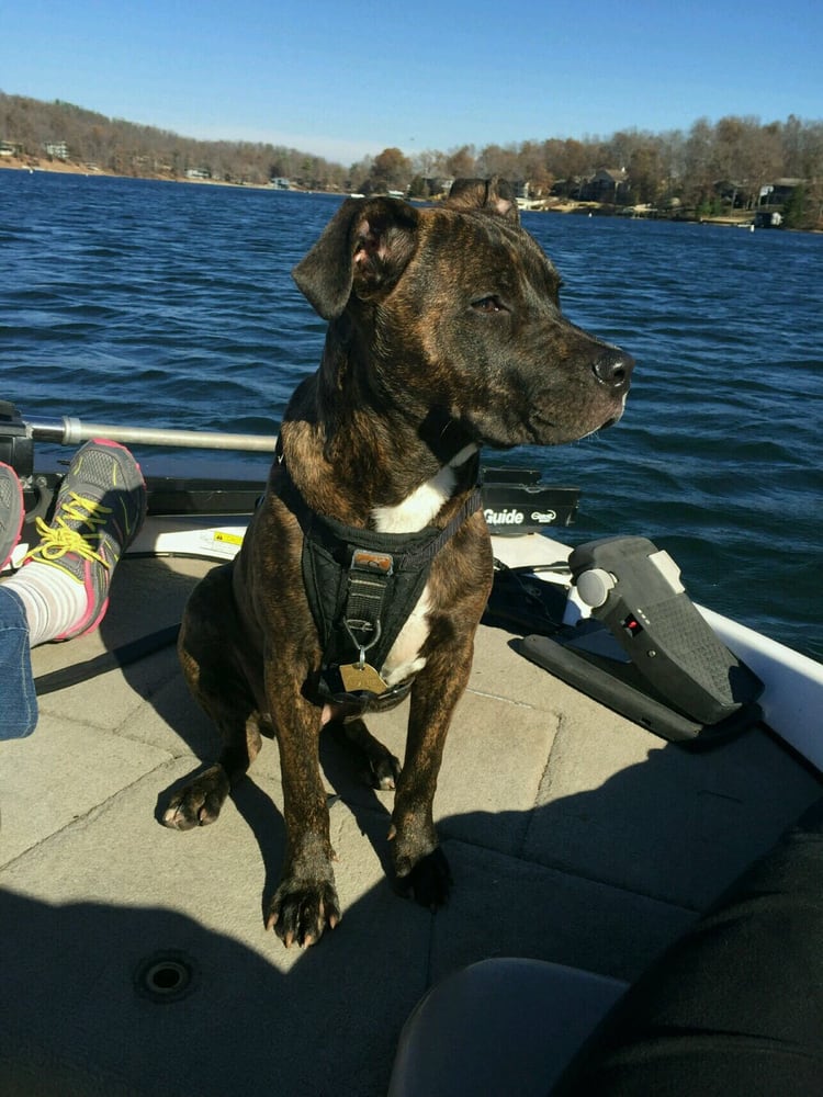 NORTH ARKANSAS VETERINARY HOSPITAL Updated September 2024 Highway