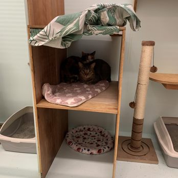Aloha Cat Hotel - Pet Boarding Near Me - Honolulu, Hawaii Aloha Cat Hotel - Pet Boarding Near Me - Honolulu, Hawaii