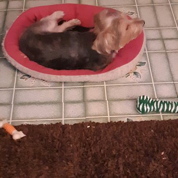 Tiny Tails - Bella Mia is calm as can be ahh - Pet Groomers Near Me - Brooklyn, New York Tiny Tails - Bella Mia is calm as can be ahh - Pet Groomers Near Me - Brooklyn, New York