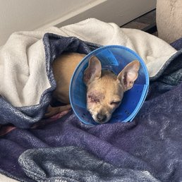 My baby the day right after surgery My baby the day right after surgery