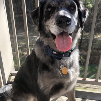 covington petco grooming