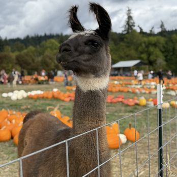 Frog Pond Farm - Pumpkin Patch with Furry Friends - Christmas Trees Near Me - Wilsonville, Oregon